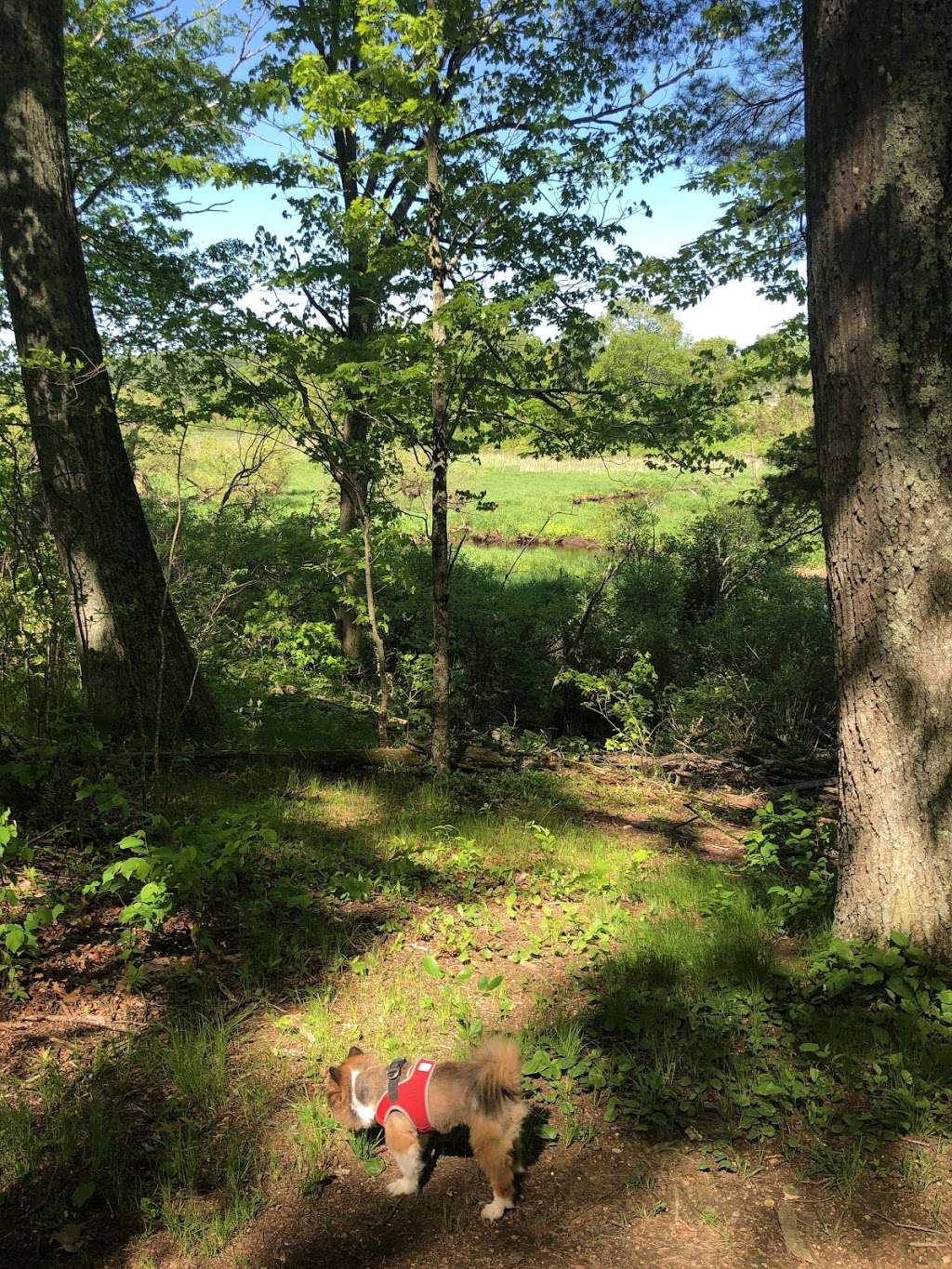 Hazels Beaver Point Picnic Table | Northborough, MA 01532, USA