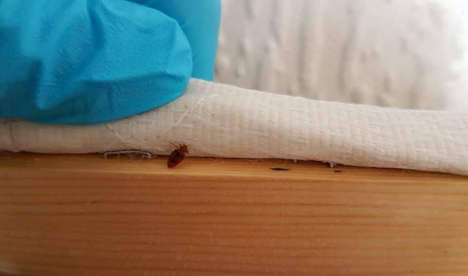 Pest Mortem Pest Control | 5 Goldsmith Ln, London NW9 9AJ, UK | Phone: 07739 207333