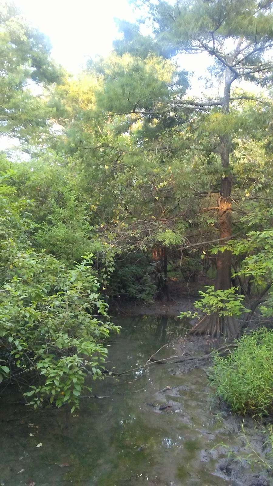 Knobby Knees Trail, Trinity River National Wildlife Refuge | Revinson Dr, Liberty, TX 77575, USA | Phone: (936) 336-9786