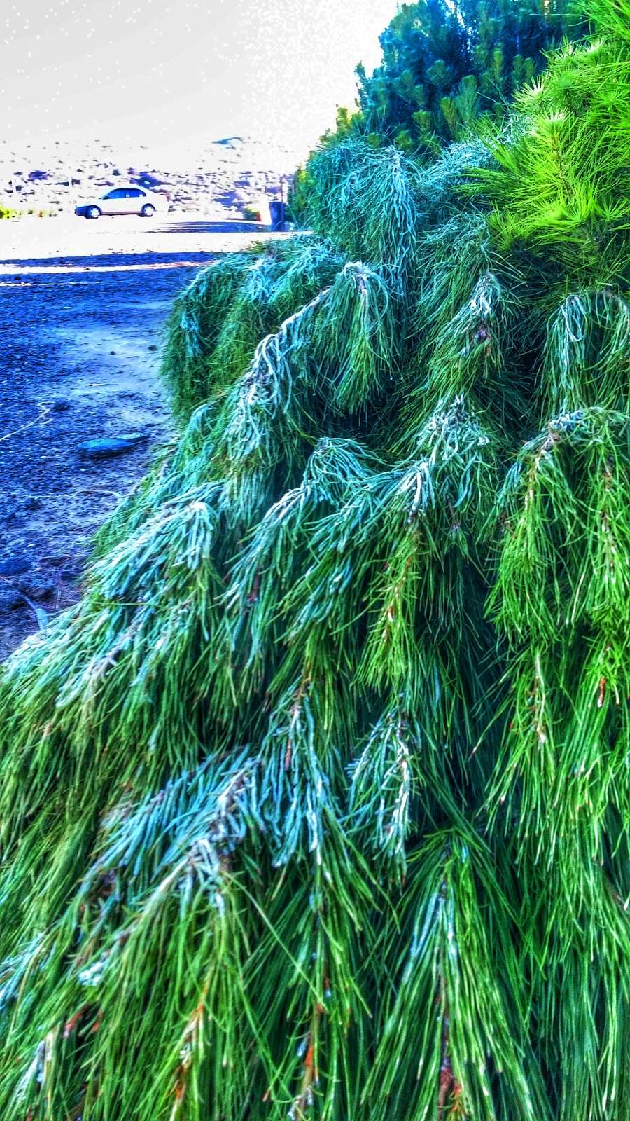 Peltzer Pines Christmas Tree Farm | 7851 Black Star Canyon Rd, Silverado, CA 92676, USA | Phone: (714) 649-9251