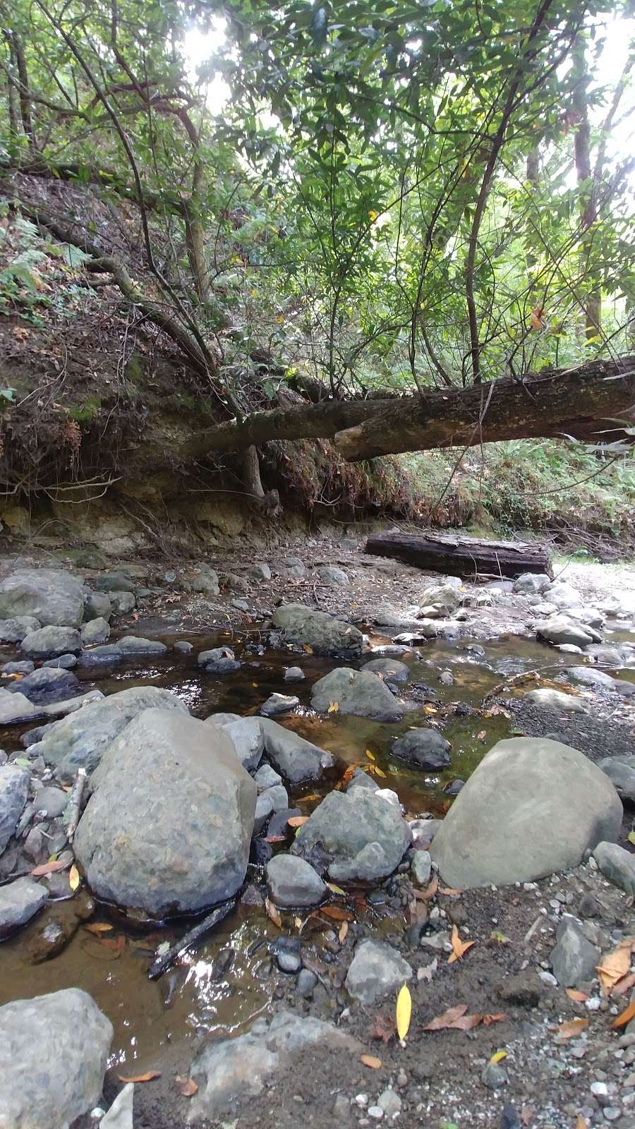 Windy Hill Open Space Preserve | Portola Valley, CA 94028, USA | Phone: (650) 691-1200