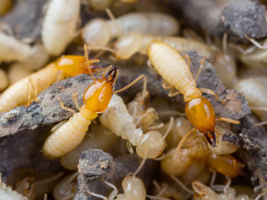 The Pest Cartel - Termite & Pest Control | 3417 Southcrest Blvd, Lakeland, FL 33812, USA | Phone: (863) 225-2803