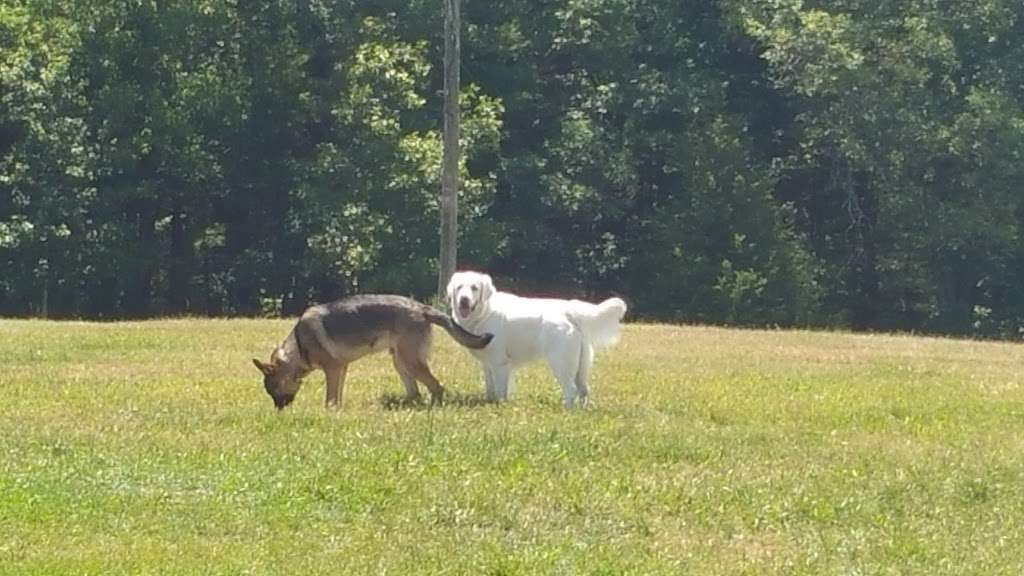 Wrentham Dog Park | Wrentham, MA 02093, USA