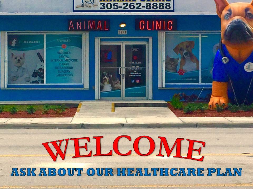 Animal Clinic of Miami Dade | 2134 Ludlam Rd, Miami, FL 33155, USA | Phone: (305) 262-8888