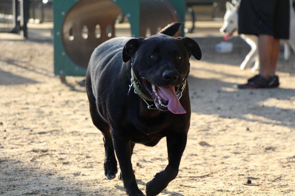 College Dog Park | 3200 S Rose Ave, Oxnard, CA 93033, USA