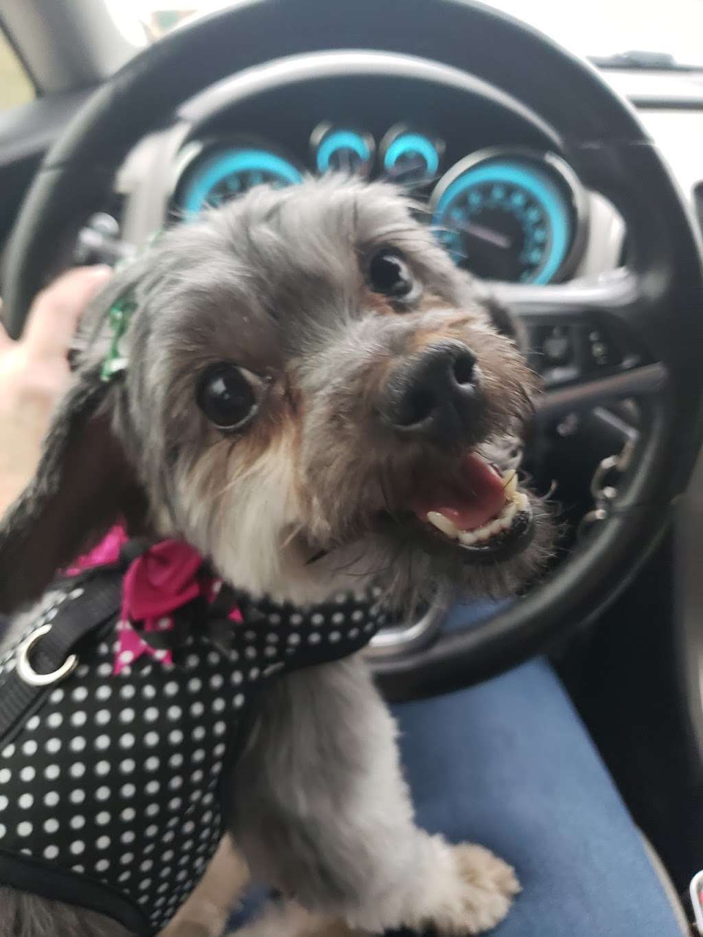 Culpeper Animal Hospital | 441 Aspen St, Culpeper, VA 22701, USA | Phone: (540) 829-9085