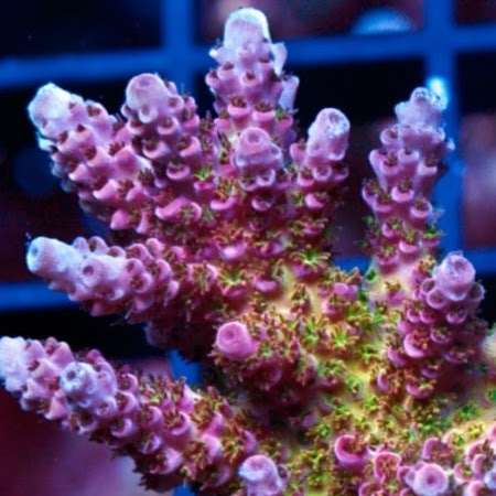 9reef Corals and Aquarium Supply | 5451 S Bryant Ave, Sanford, FL 32773 | Phone: (407) 912-5367