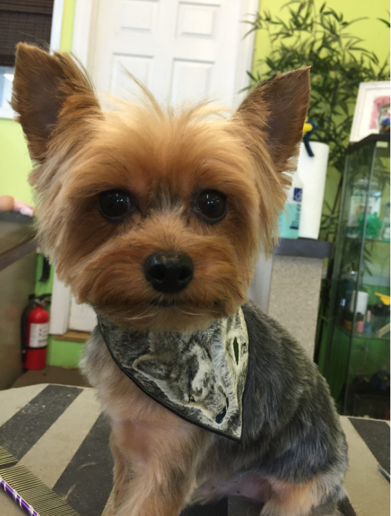 Pamper Your Pet Dog Grooming | 133 Bloomfield Ave, Verona, NJ 07044, USA | Phone: (973) 857-2799