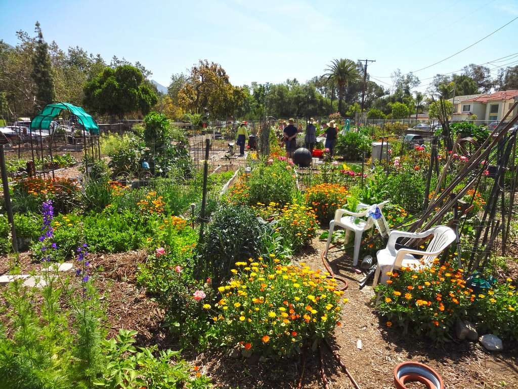 Altadena Community Garden | 3330 N Lincoln Ave, Altadena, CA 91001, USA