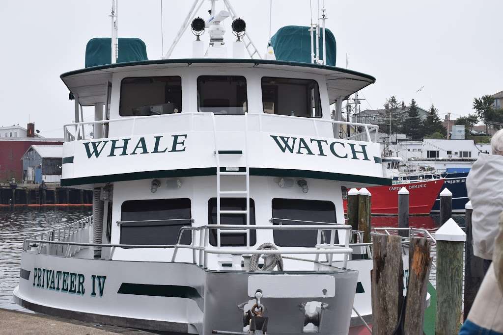 7 Seas Whale Watch | 63 Rogers St, Gloucester, MA 01930, USA | Phone: (978) 283-1776