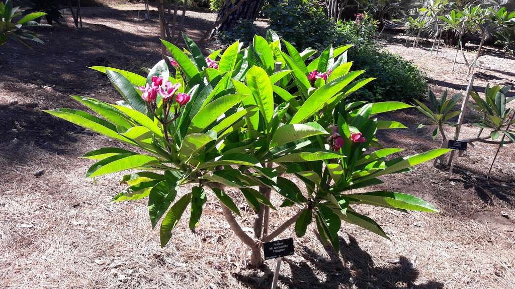 Plumeria Trail | 5776031900, Arcadia, CA 91007, USA