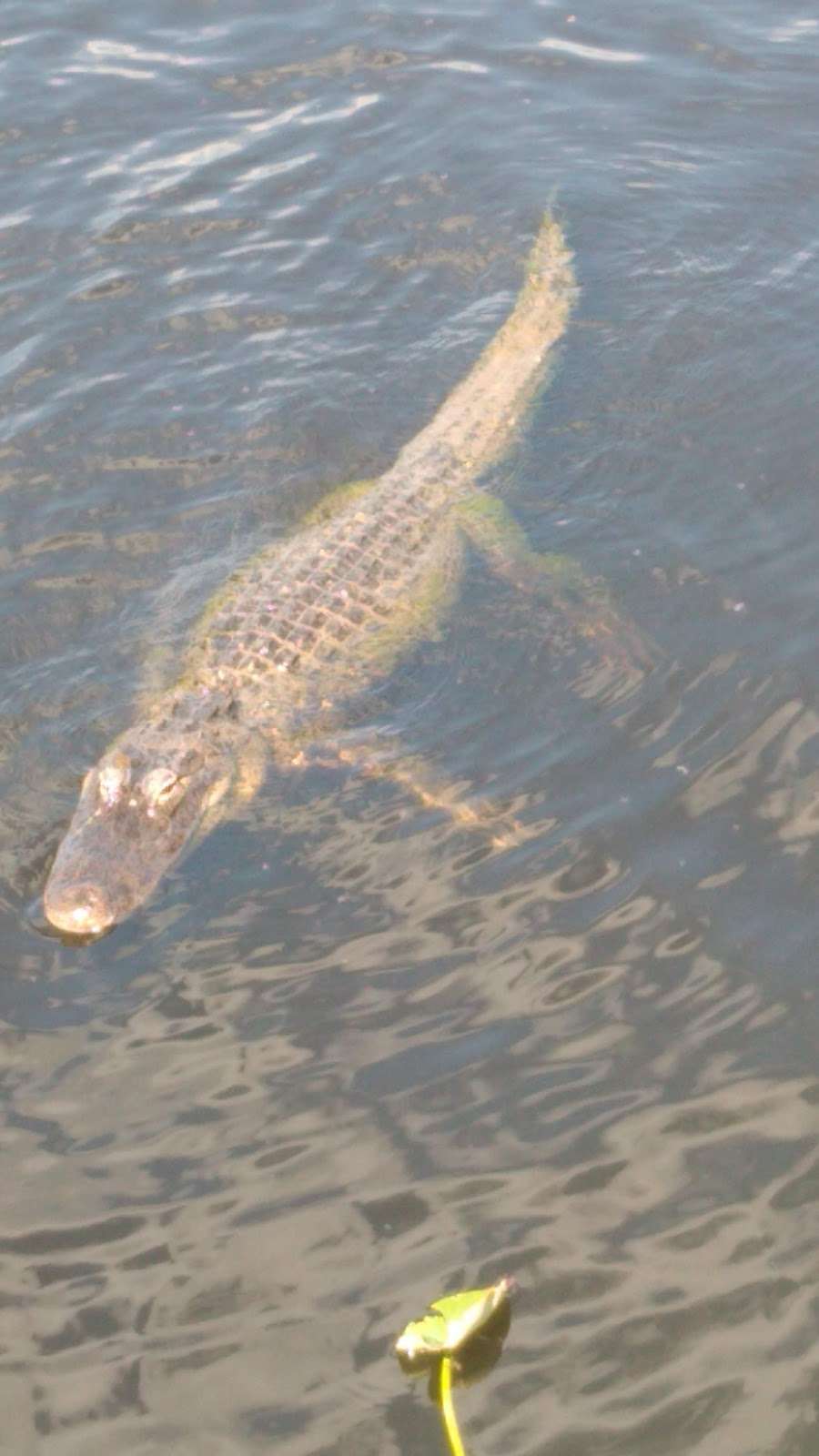 Francis S Taylor WMA | Florida, USA
