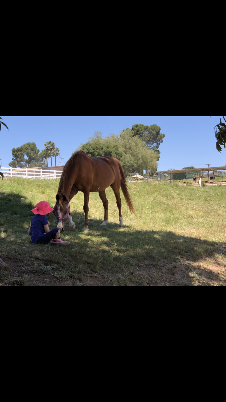 Apollo Equestrian at CW Farms | 30673 Andreen Rd, Valley Center, CA 92082, USA | Phone: (512) 736-3482