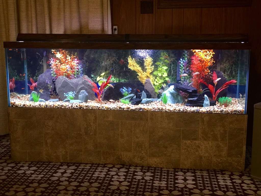 Artistic Aquatics | 1035 Forest View Dr N, Ellettsville, IN 47429, USA | Phone: (812) 929-2729