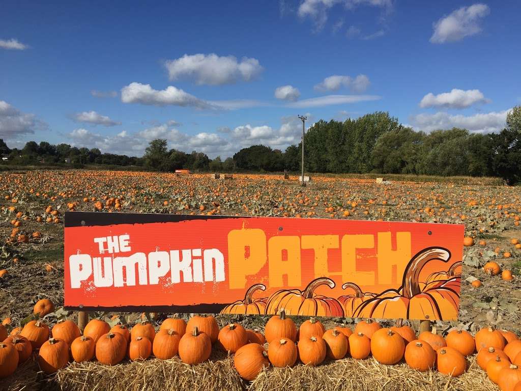 Foxes Farm Produce - The Corn Maze and The Pumpkin Patch - Basil | Watch House Farm, Wash Road, Basildon SS15 4ER, UK | Phone: 07720 888053