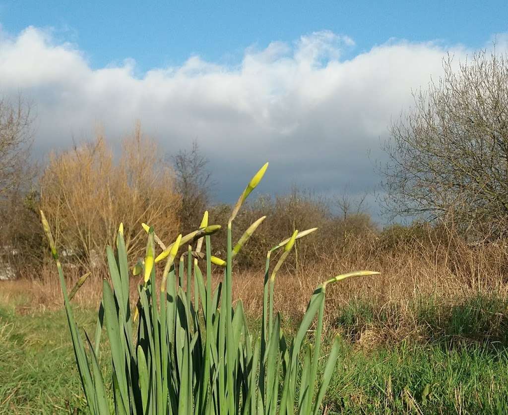 Noak Bridge Nature Reserve | Eastfield Rd, Basildon SS15 5GT, UK | Phone: 01268 562921