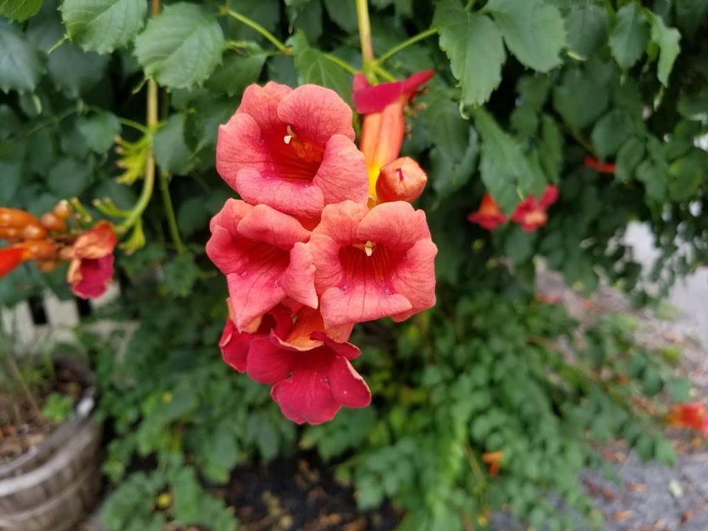 Wayside Produce | 900 Reading Rd, East Earl, PA 17519, USA | Phone: (717) 445-7290