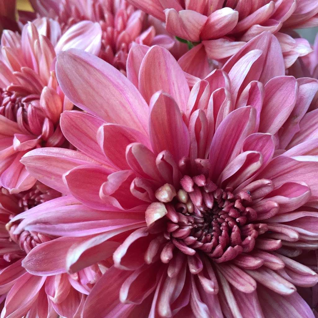 STILL WATERS FARM AND GARDENS | 1321 Schumann Ln, Hickory, NC 28602, USA | Phone: (704) 578-4586