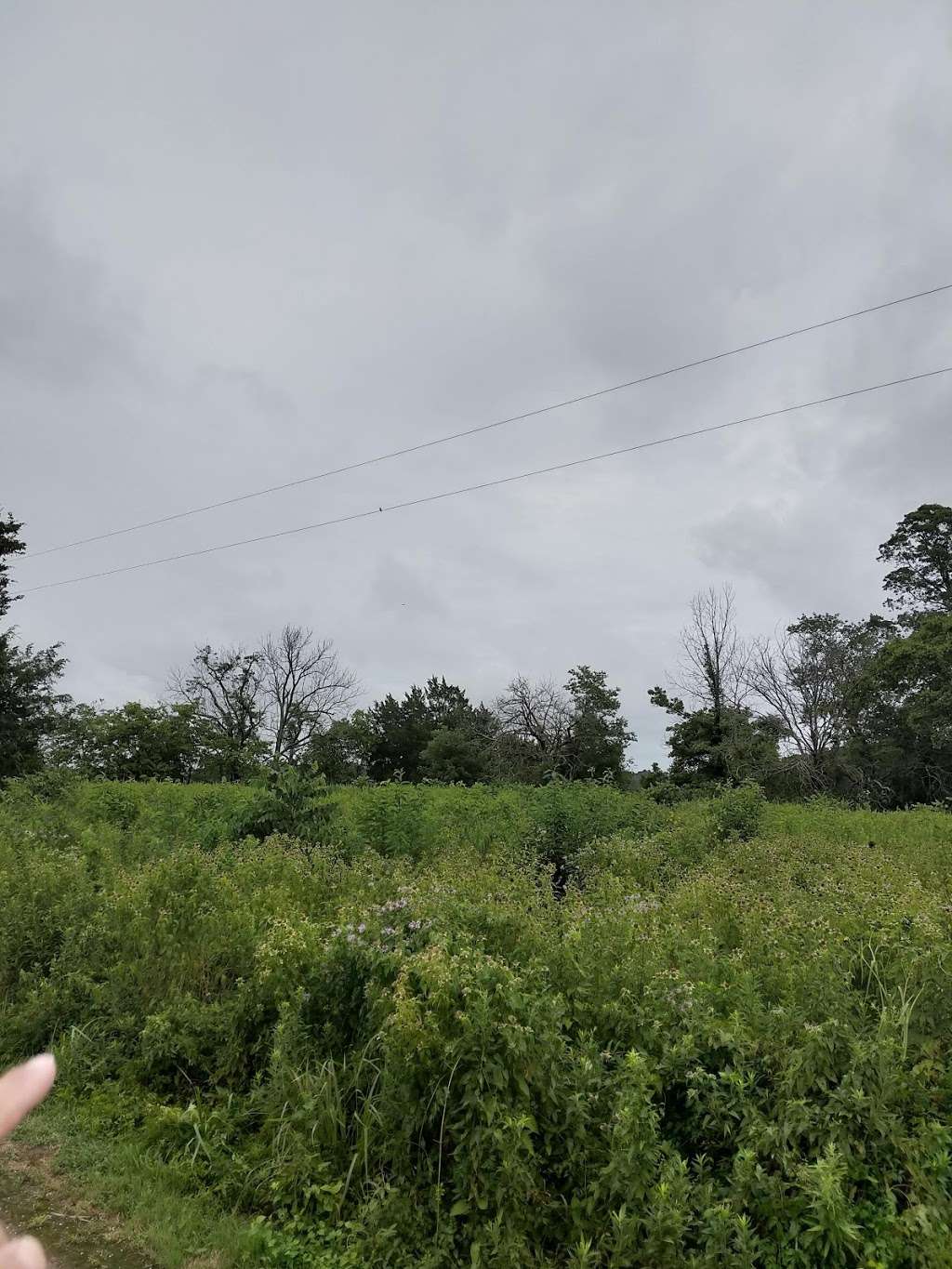 Pollinator Sanctuary | Unnamed Road, Cambridge, MD 21613, USA