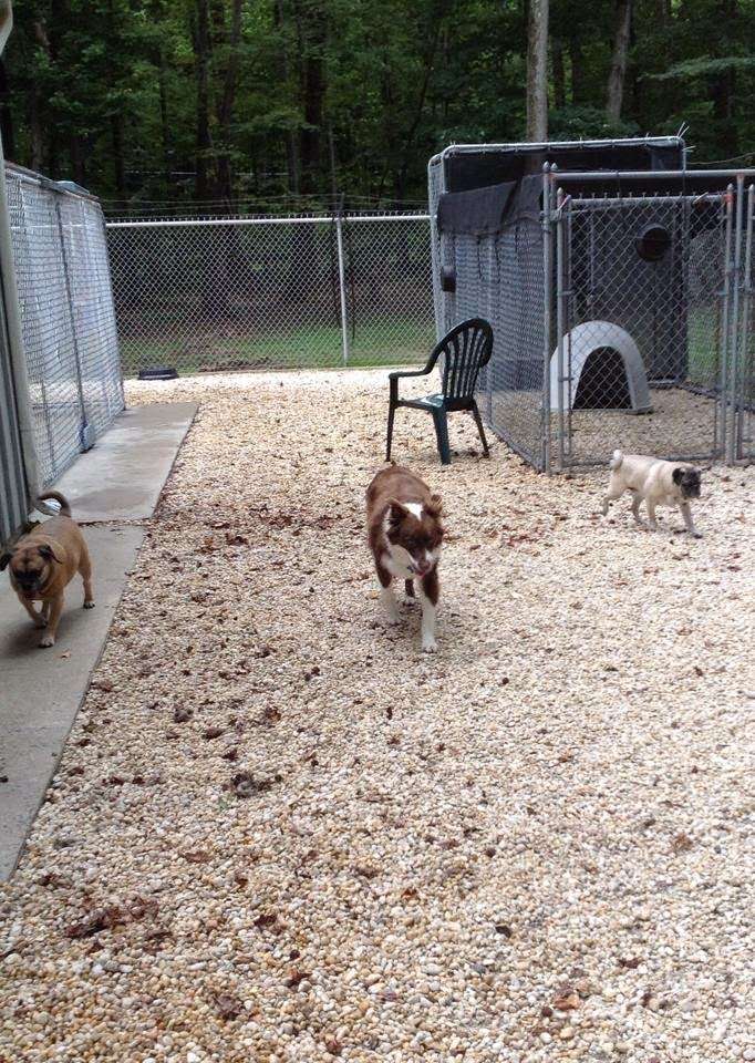 Kokas Kennels Dog- Otel & Cattery | 59 Oxmead Rd, Westampton, NJ 08060, USA | Phone: (609) 267-9029