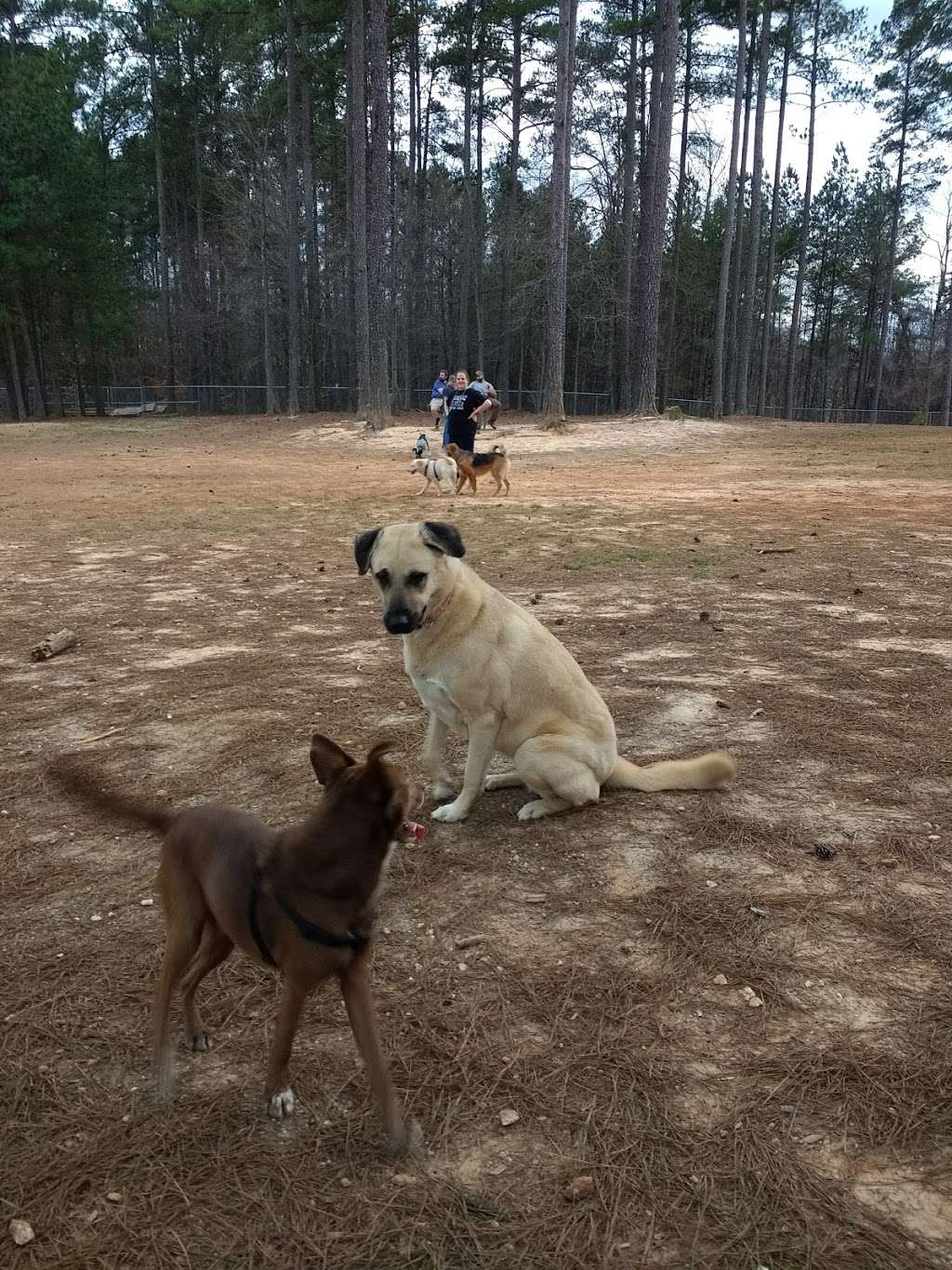 Poston Dog Park | 1101 Lowell Spencer Mountain Rd, Lowell, NC 28098, USA | Phone: (704) 922-2160