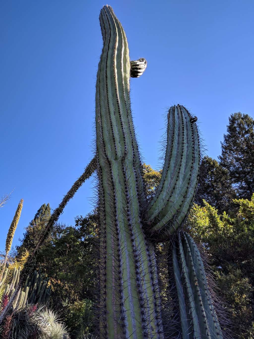 University of California Botanical Garden at Berkeley | 200 Centennial Dr, Berkeley, CA 94720 | Phone: (510) 643-2755