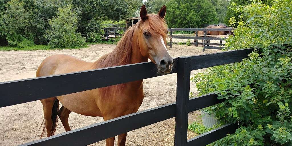 Southern Cross Stables | 14910 Lost Lake Rd, Clermont, FL 34711, USA | Phone: (407) 758-7346