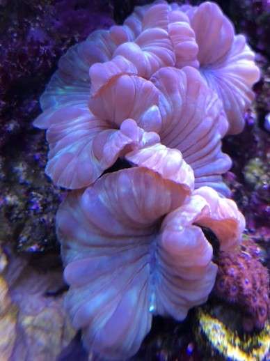 Live Water Aquariums | 11534 Windcrest Ln #327, San Diego, CA 92128, USA | Phone: (619) 993-0277