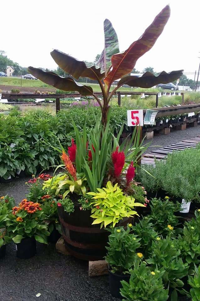 Meadows Farms Nurseries & Landscaping | 43054 John Mosby Hwy, Chantilly, VA 20152, USA | Phone: (703) 542-2300