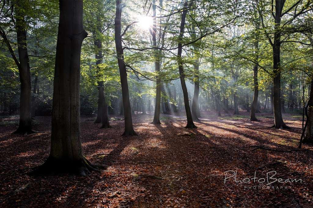 Essex Wildlife Trust Thorndon Countryside Centre | Thorndon Park North, Thorndon Countryside Centre, The Avenue, Warley, Brentwood CM13 3RZ, UK | Phone: 01277 232944