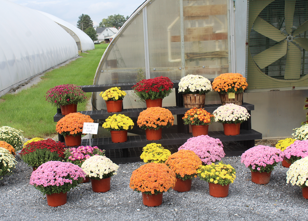 Newswanger’s Greenhouse | 121 Middle Creek Rd, Lititz, PA 17543, USA | Phone: (717) 733-4647