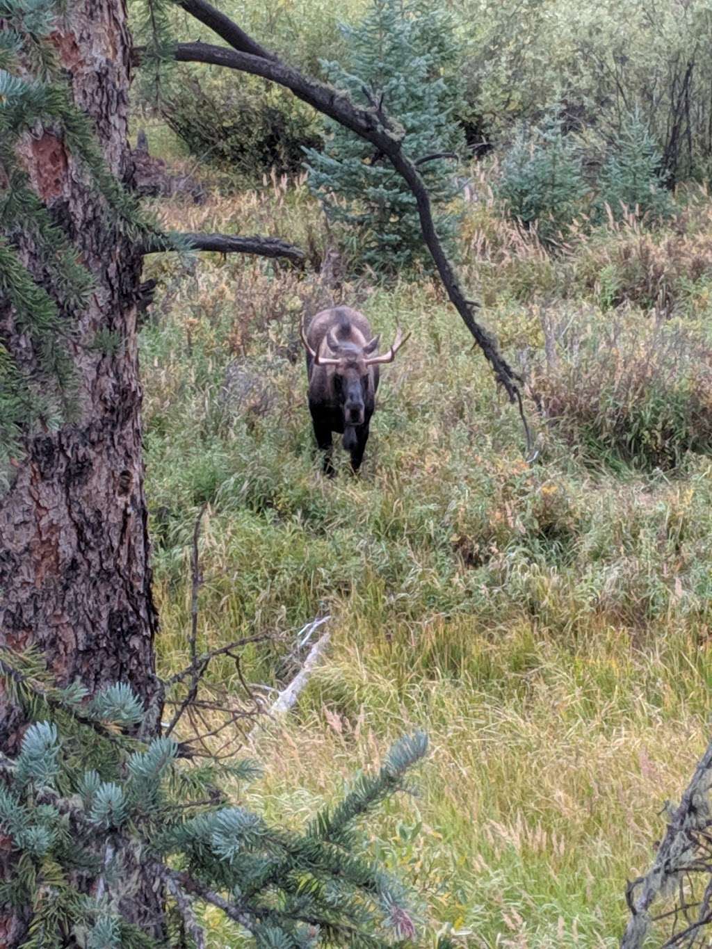 Monarch Lake Trailhead | Continental Divide Trail, Granby, CO 80446, USA | Phone: (970) 887-4100