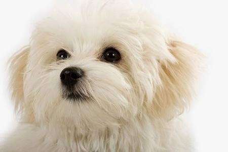 Pretty Pets Grooming | 5850 Eubank Blvd NE B25, Albuquerque, NM 87111, USA | Phone: (505) 293-1600