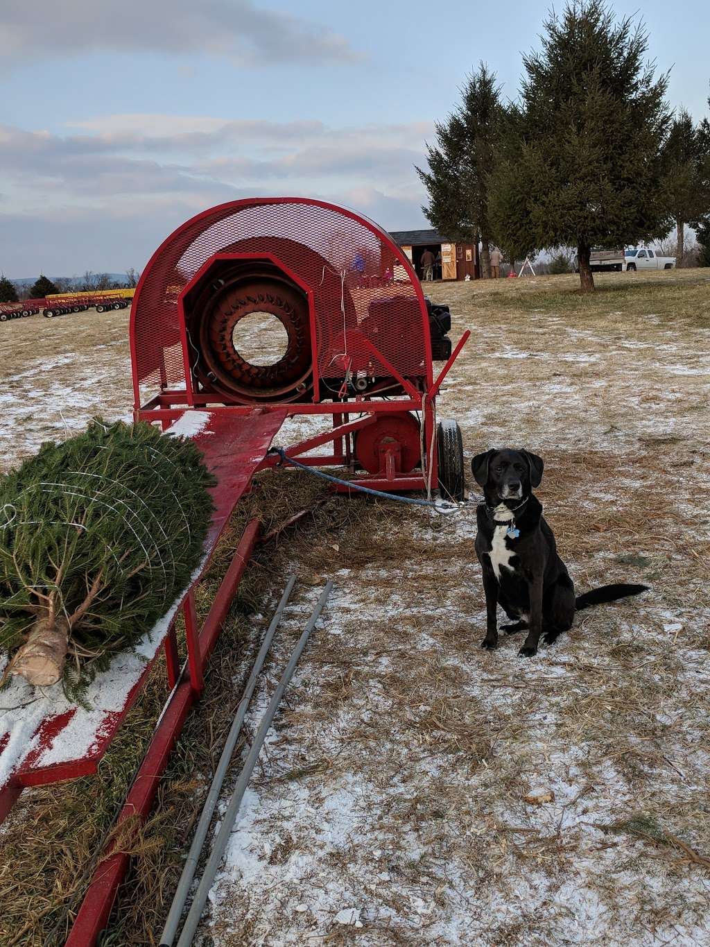 Middleburg Christmas Tree Farm Christmas Tree Ln Round Hill Va 20141 Usa