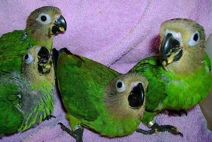 Burge Bird Services | 13833 US-71, Grandview, MO 64030, USA | Phone: (816) 356-4700