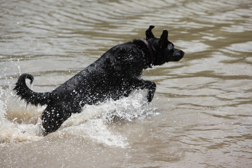 NorthBark Dog Park | 4899 Gramercy Oaks Dr, Dallas, TX 75287, USA | Phone: (214) 670-1923