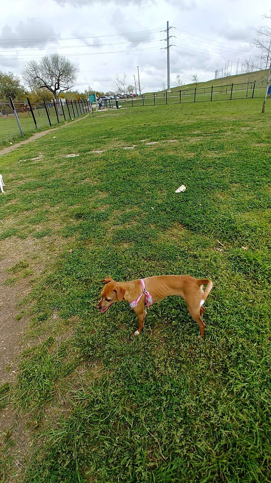 Pearsall Dog Park | 5346, 5414 Old Pearsall Rd, San Antonio, TX 78242, USA