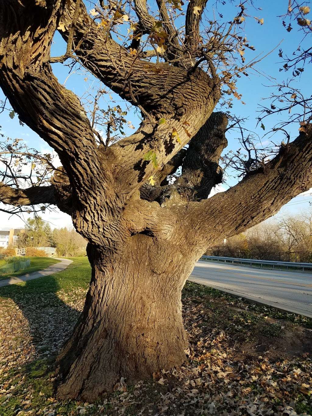 Hobson/Greene | Woodridge, IL 60517, USA