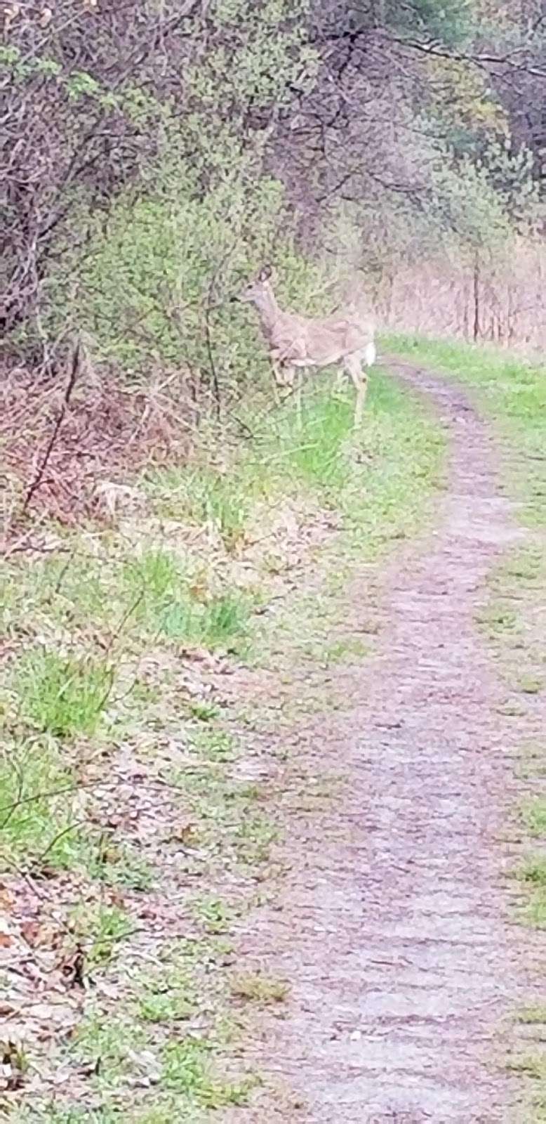 Russell Bird Sanctuary Trail | 18 Kylemore Dr, Westford, MA 01886, USA