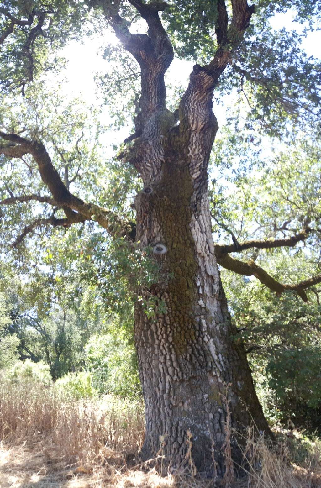 Windy Hill Open Space Parking | 555 Portola Rd, Portola Valley, CA 94028, USA