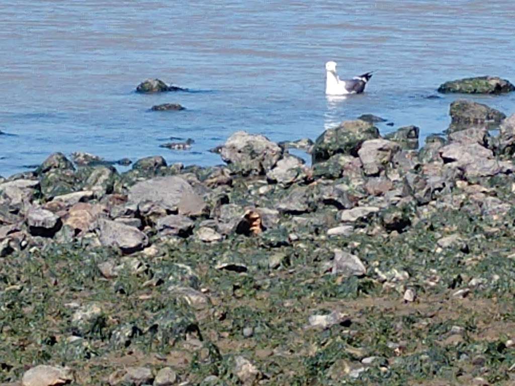 San Francisco Bay National Estuarine Research Reserve | San Rafael, CA 94901, USA | Phone: (415) 338-3707