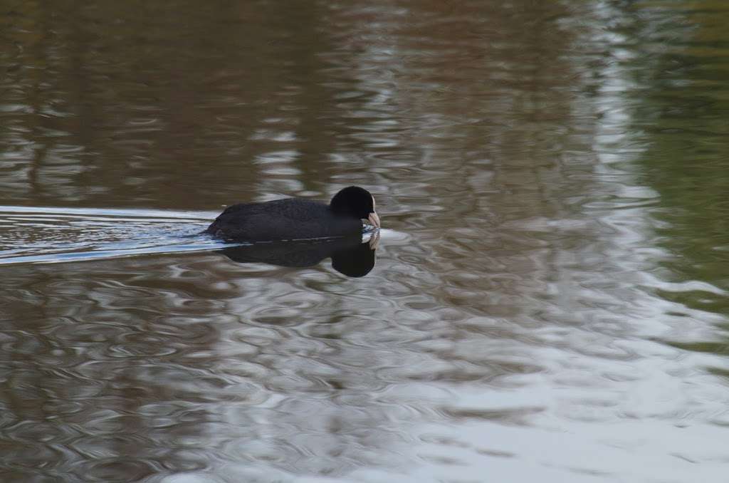 Bay Pond, Surrey Wildlife Trust | Little Place Farm, Godstone RH9 8LT, UK | Phone: 01372 379509