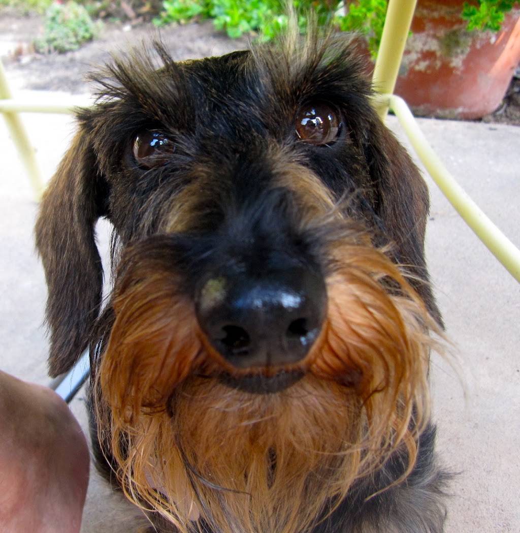 Camino Pet Hospital | 5408 Walnut Ave, Irvine, CA 92604, USA | Phone: (949) 559-1404