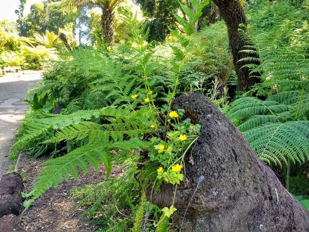 California Native Garden | San Franciscio Botanical Garden, San Francisco, CA 94122, USA | Phone: (415) 661-1316