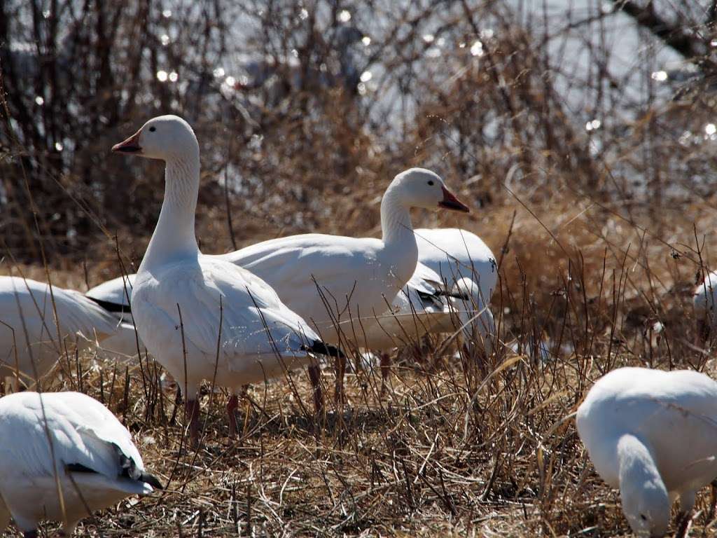 Middle Creek Wildlife Management Area | 100 Museum Rd, Stevens, PA 17578, USA | Phone: (717) 733-1512