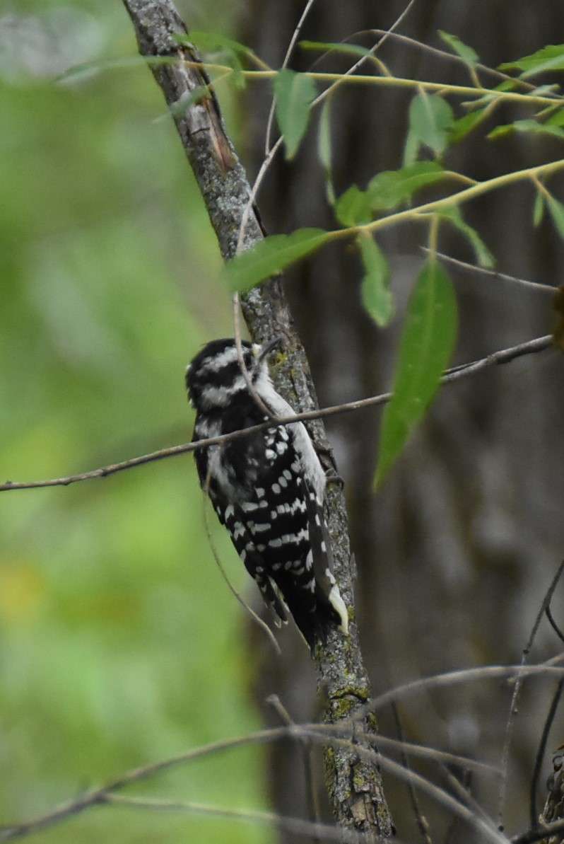 Kettle Moraine State Forest - Southern Unit | Palmyra, WI 53156, USA