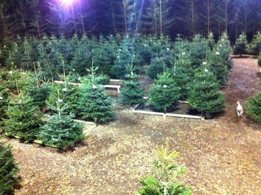 Dane End Christmas Tree Farm | Dane End, Ware SG12 0FF, UK | Phone: 01920 438256