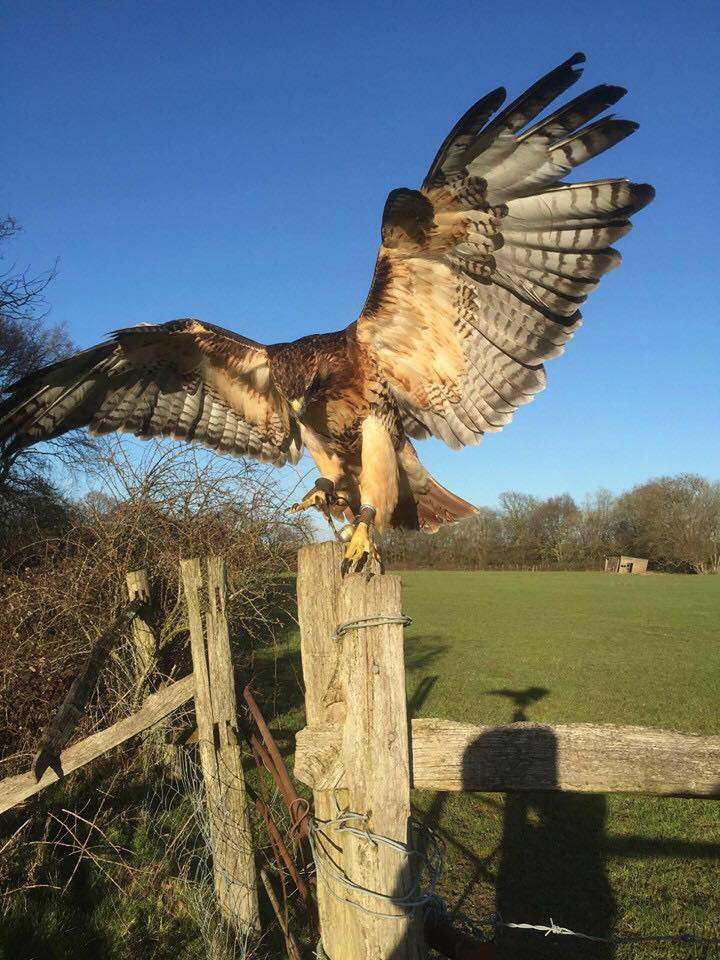 Willows Bird of Prey Centre | Coolings Green & Pleasant, Main Rd, Knockholt, Sevenoaks TN14 7LJ, UK | Phone: 01959 580677