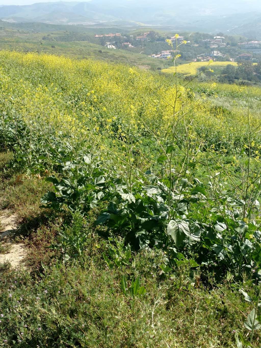 Las Ramblas Trail Head | Camino Las Ramblas, San Juan Capistrano, CA 92675, USA