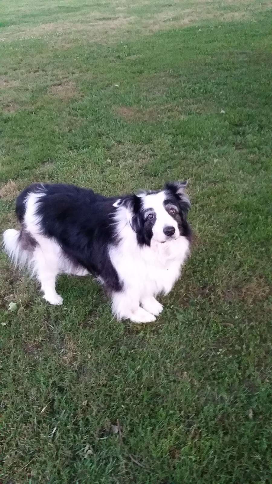 Brenford South Animal Clinic | 521 S Red Haven Ln, Dover, DE 19901, USA | Phone: (302) 697-8333